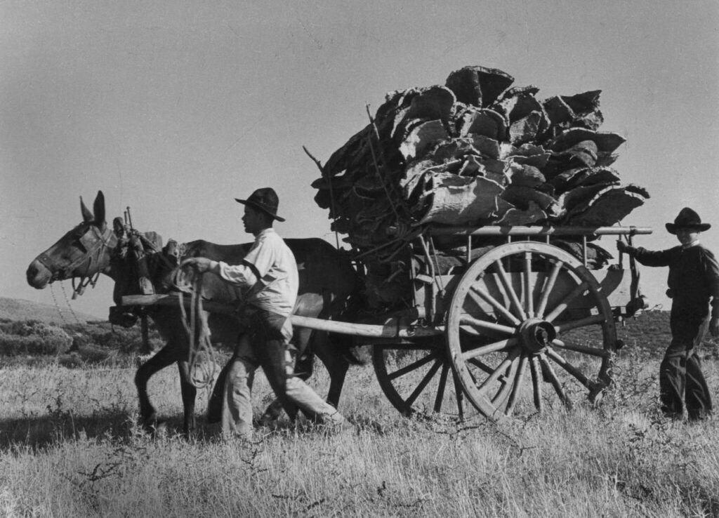 Transporte de cortiça, Alentejo (décadas de 1950-60). Foto de Artur Pastor.