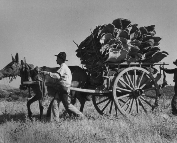 Transporte de cortiça, Alentejo (décadas de 1950-60). Foto de Artur Pastor.