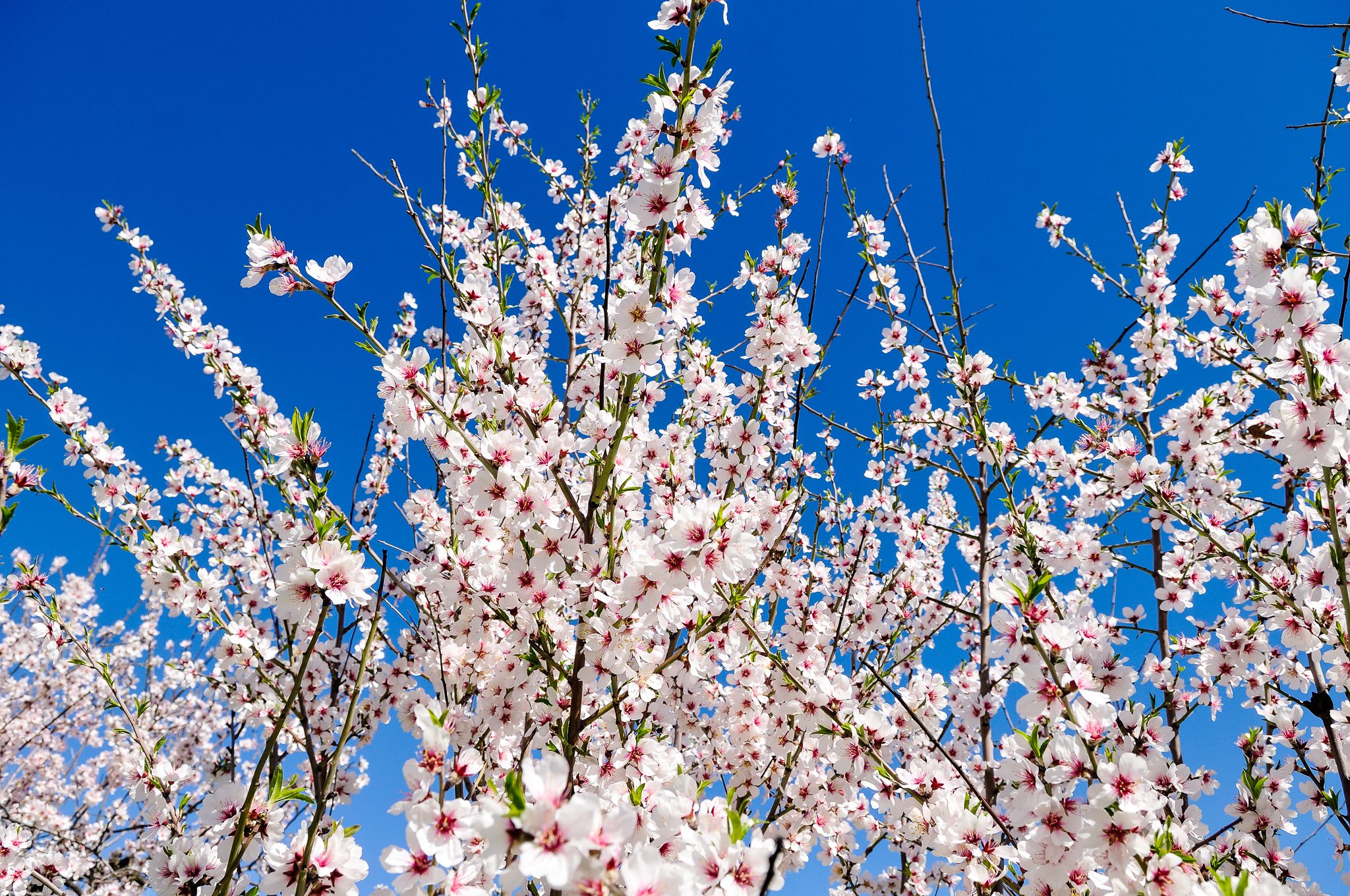 Amendoeiras em flor no Douro, por Gail at Large