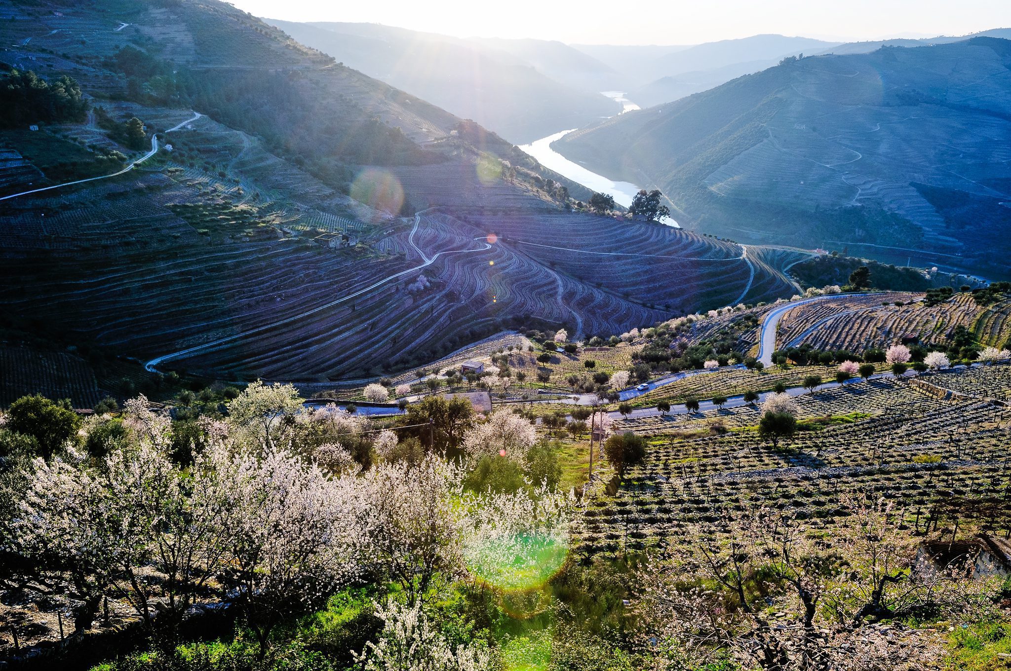 Amendoeiras em flor no Douro, por Gail at Large