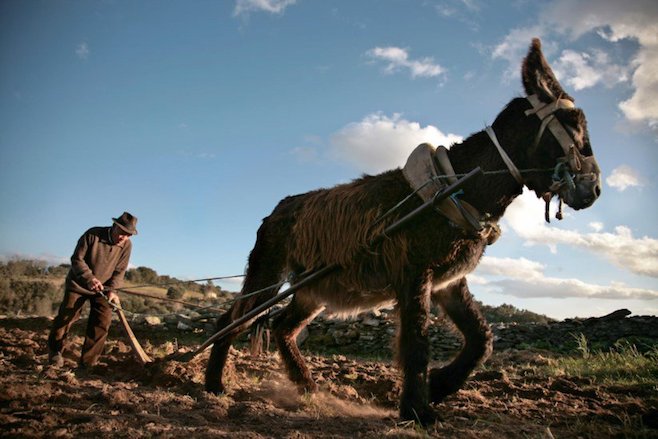 Lavrador trabalhando a terra por João Pedro Marnoto