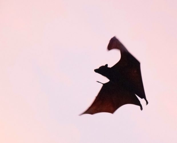 Morcego. Foto de Igam Ogam (Unsplash)
